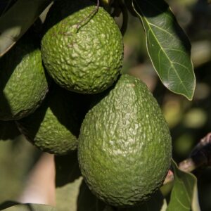 avocados, fruit, healthy, growth, organic, hass avocado, persea americana, avocados, avocados, avocados, avocados, avocados