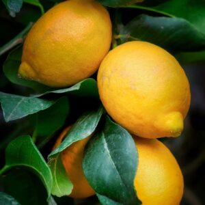 lemons, fruits, nature, citrus, mediterranean, plant, close up